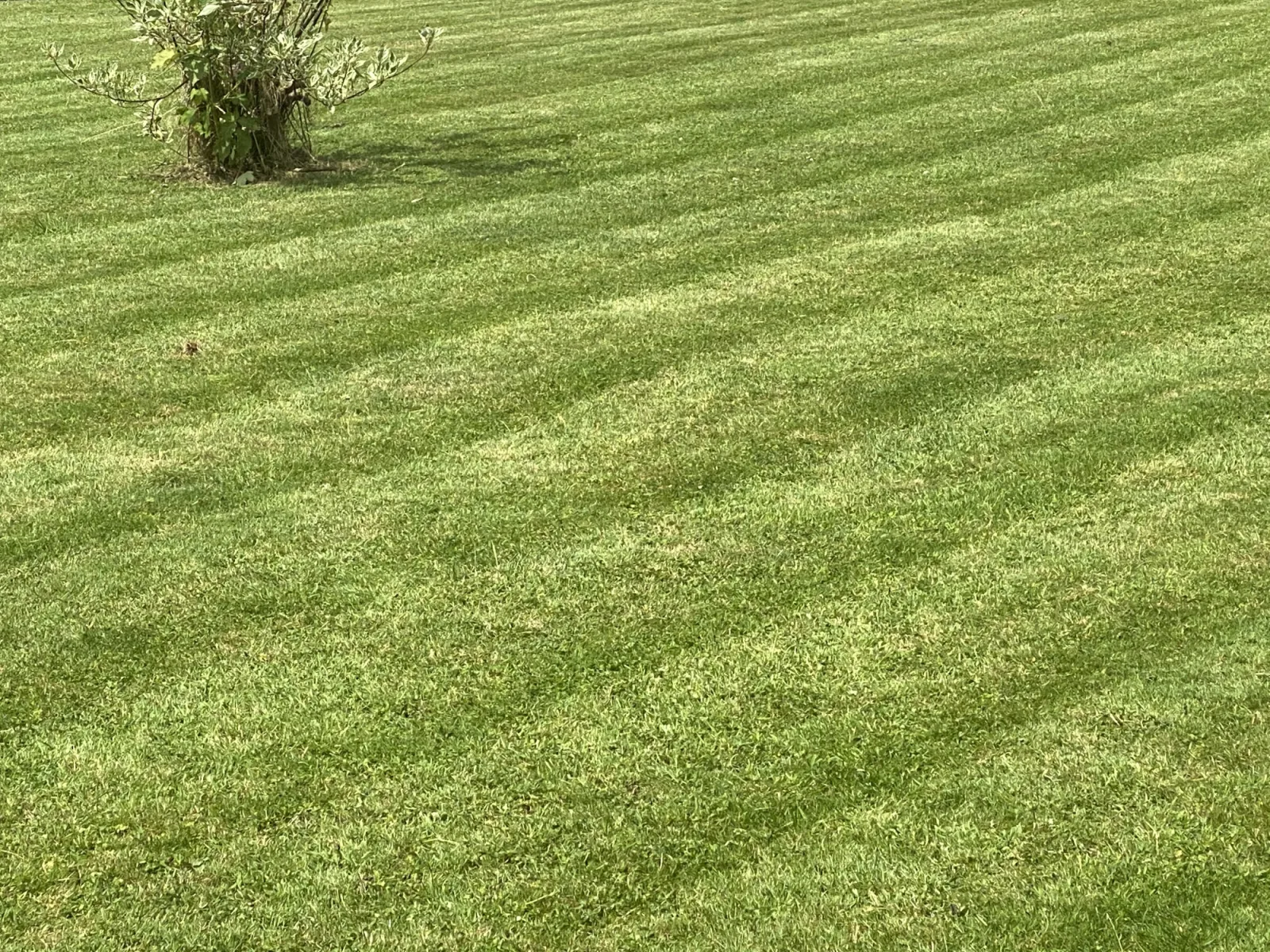 Garden & Maintenance